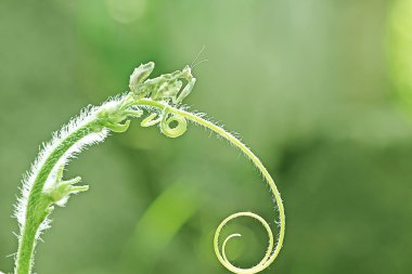 böcek ve sürüngen