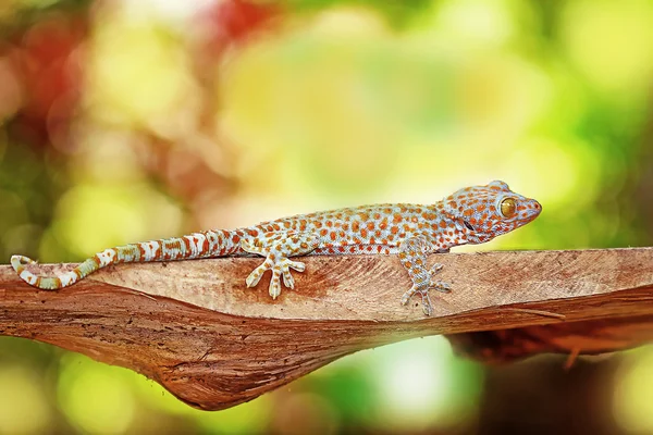 Insect and reptile — Stock Photo, Image