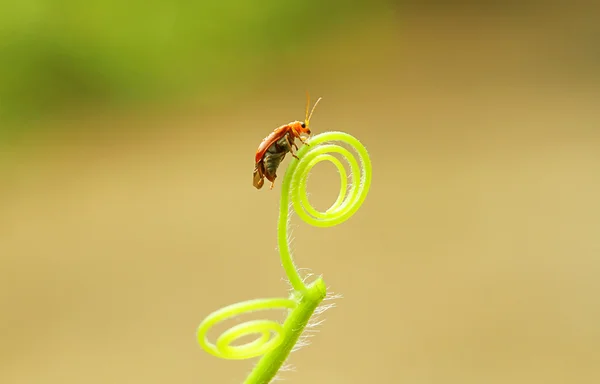 昆虫和爬行 — 图库照片