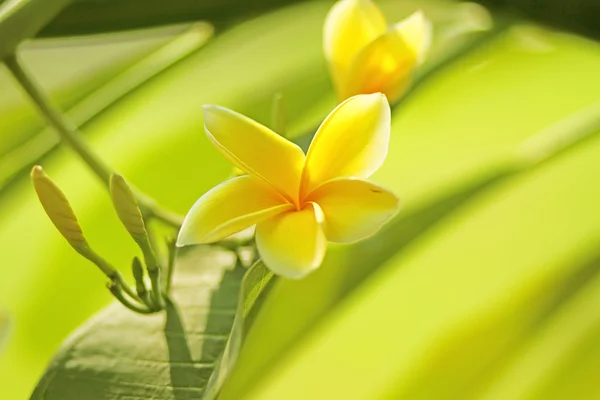 Flowers — Stock Photo, Image