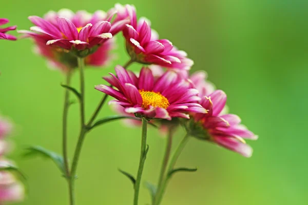 Flores — Foto de Stock