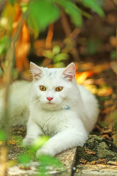 White cat — Stock Photo, Image