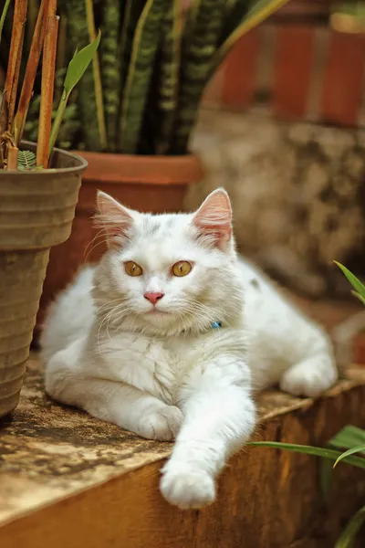 Weiße Katze — Stockfoto