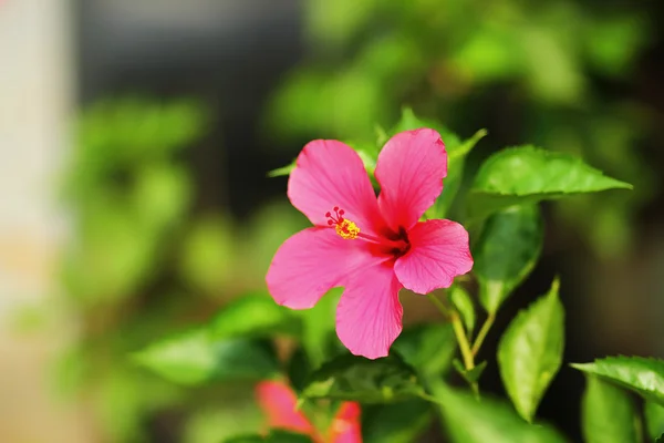 Flowers — Stock Photo, Image