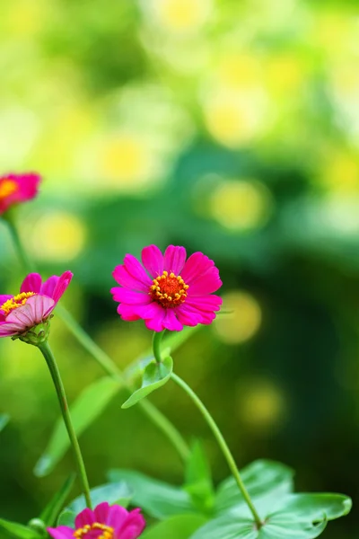 Nature: flowers — Stock Photo, Image