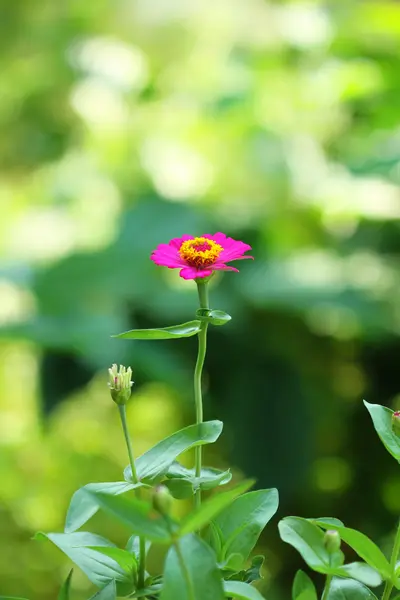 Nature: flowers — Stock Photo, Image