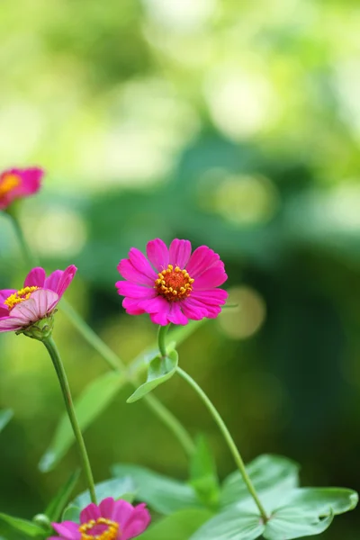 Nature: flowers — Stock Photo, Image