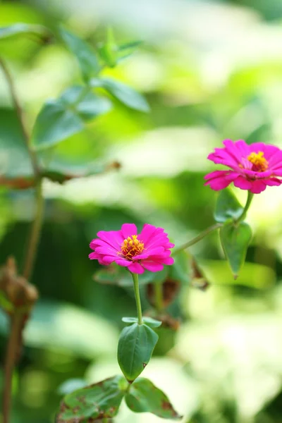 Nature: flowers — Stock Photo, Image