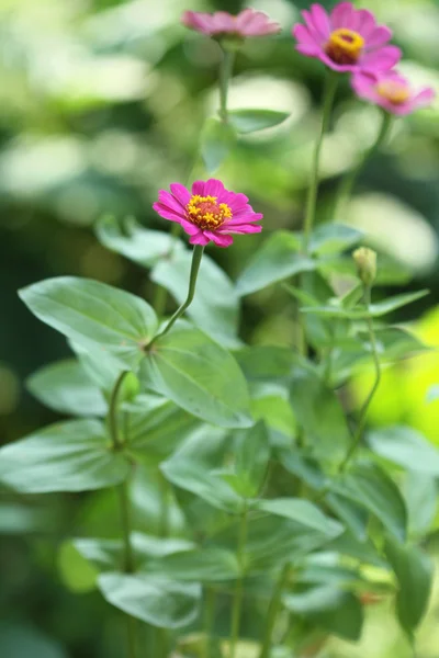 Nature: flowers — Stock Photo, Image