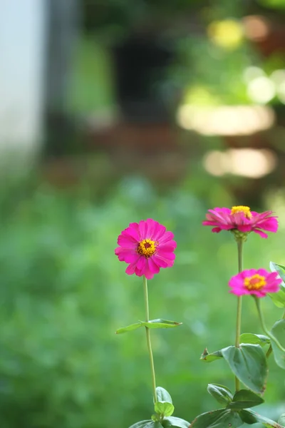 Nature: flowers — Stock Photo, Image