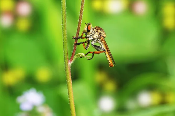 Fliege im Gebüsch — Stockfoto