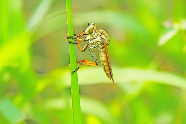 Fliege im Gebüsch — Stockfoto