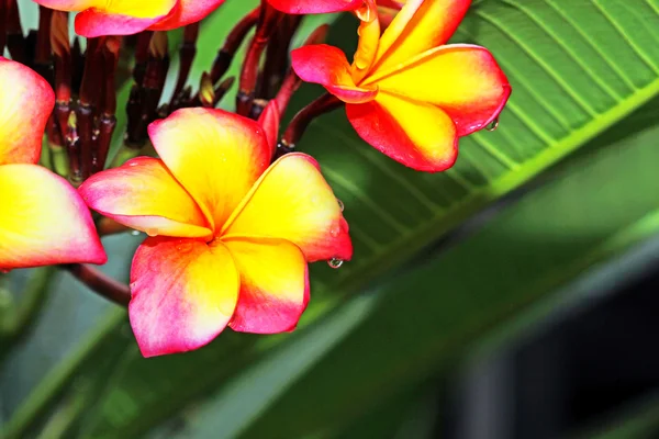 Blommor, gula frangipani — Stockfoto