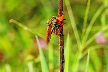 robberfly böcek