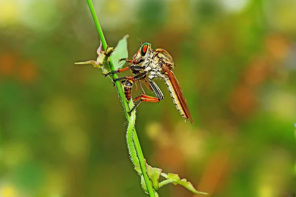 Robberfly έντομο — Φωτογραφία Αρχείου