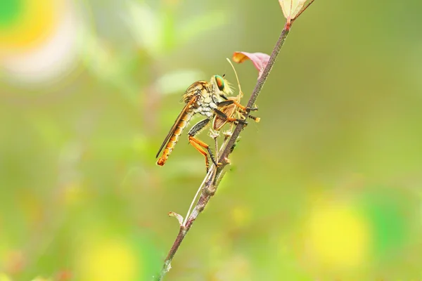 Inseto Robberfly — Fotografia de Stock