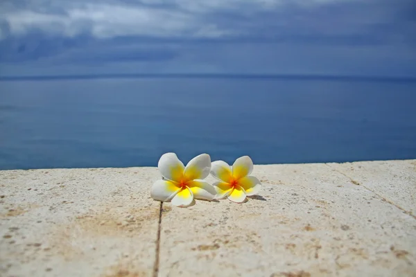 Frangipani blomma — Stockfoto