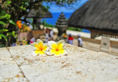 Frangipani çiçek