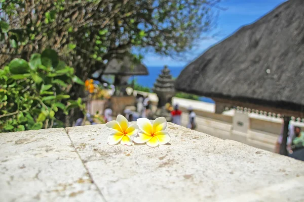 Flor de Frangipani — Foto de Stock