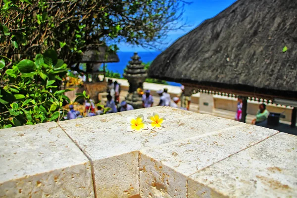 Fiore di Frangipani — Foto Stock