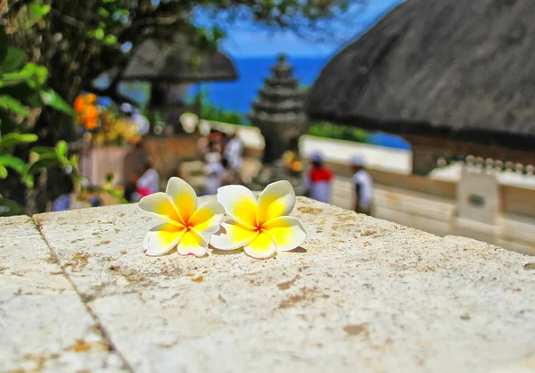 Fiore di Frangipani — Foto Stock