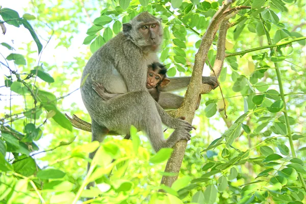 Bali-Affen — Stockfoto