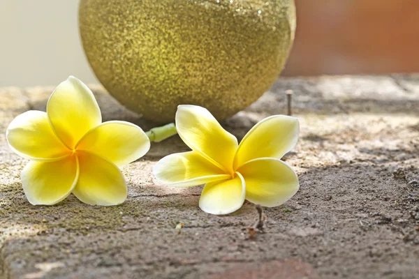 Sarı frangipani — Stok fotoğraf