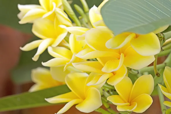Yellow frangipani — Stock Photo, Image