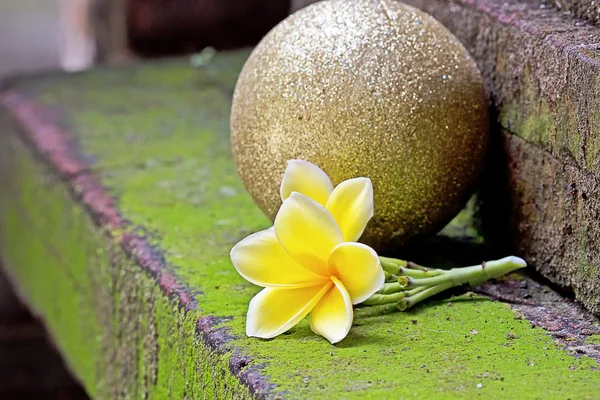Żółty frangipani — Zdjęcie stockowe