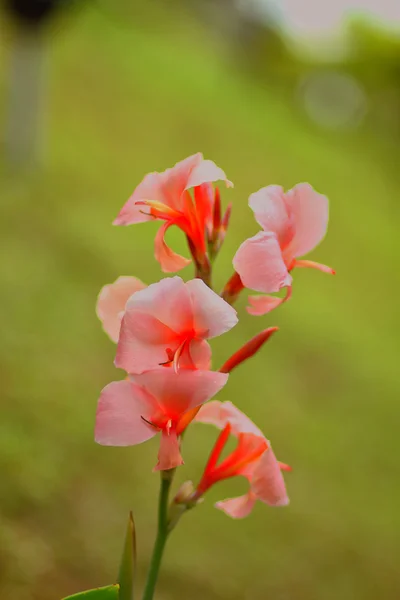 Sommige bloemen — Stockfoto