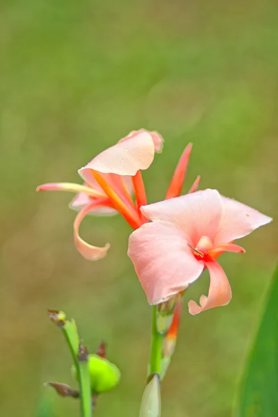 Alcuni fiori — Foto Stock