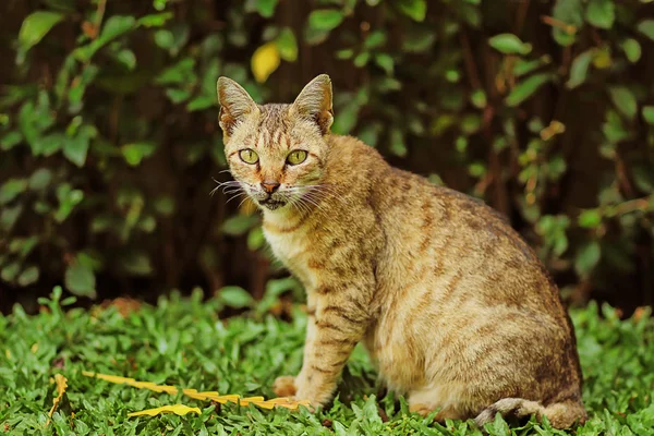 Gato de Indonesia — Foto de Stock