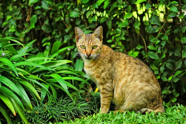 Gato de Indonesia — Foto de Stock