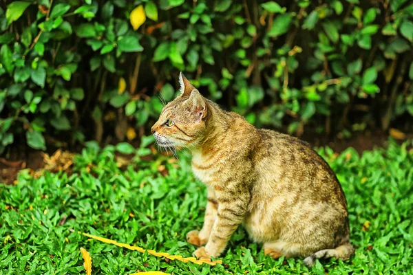 Indonesian Cat — Stock Photo, Image