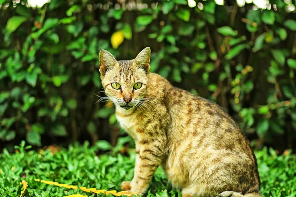 Gato de Indonesia — Foto de Stock