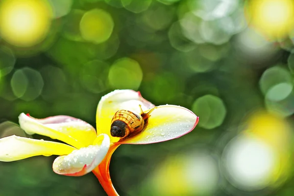 Schnecke — Stockfoto