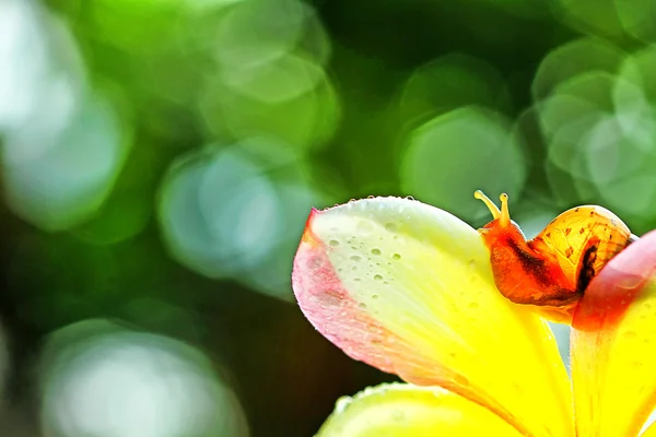 Snail — Stock Photo, Image