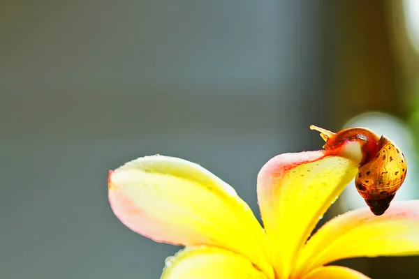 Snail — Stock Photo, Image