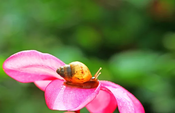 Snail — Stock Photo, Image