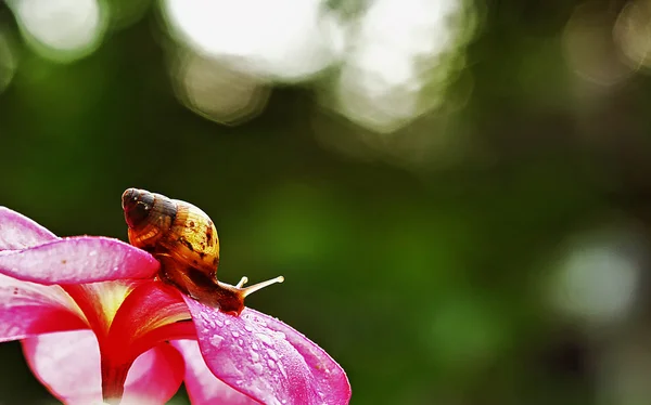 Lumaca — Foto Stock