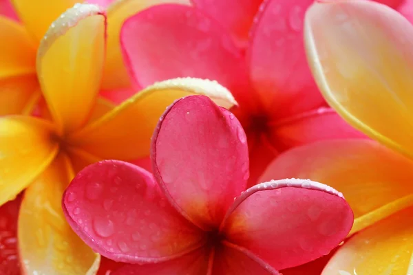 Bali flower — Stock Photo, Image