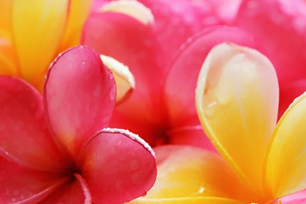Flor de Bali — Fotografia de Stock