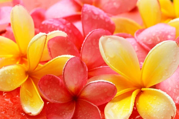 Bali kwiat — Zdjęcie stockowe