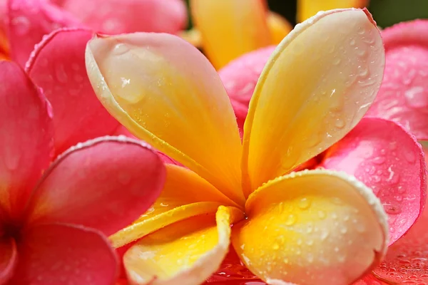 Bali květ — Stock fotografie