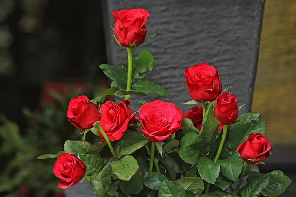 Flowers — Stock Photo, Image