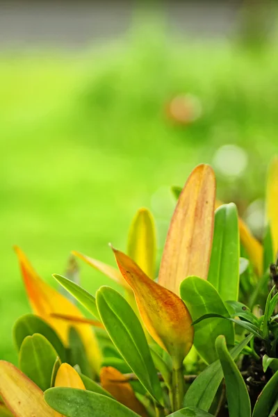 Natuur — Stockfoto