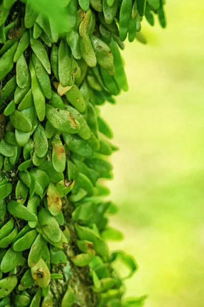 Natur — Stockfoto