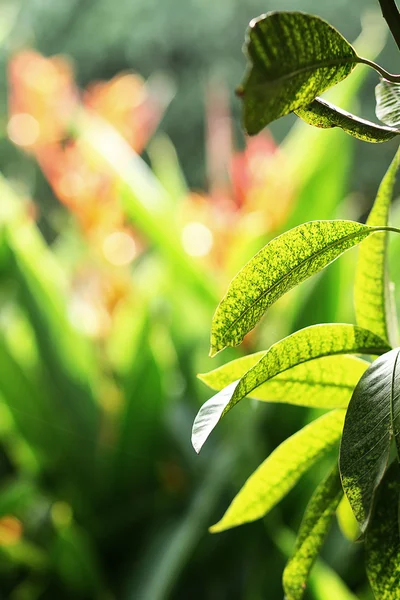 Natuur — Stockfoto