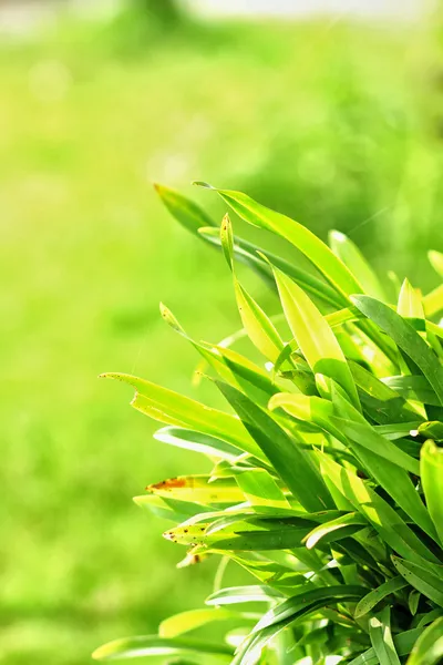 Natuur — Stockfoto