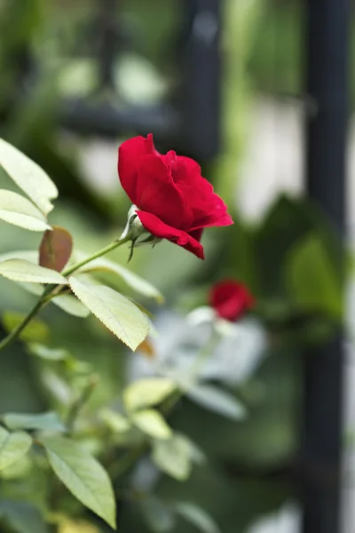 Flowers — Stock Photo, Image